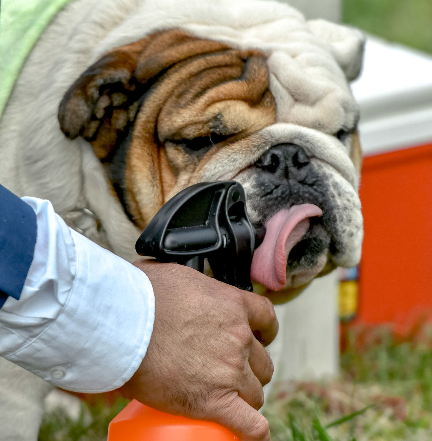 073121 Dog show 04.JPG